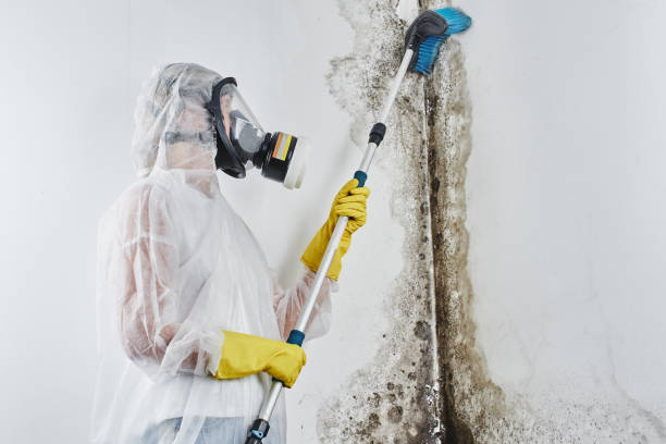 Trusted Franklin, TX Mold Remediation Experts