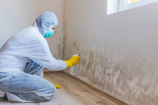 Best Post-Flood Mold Remediation in Franklin, TX