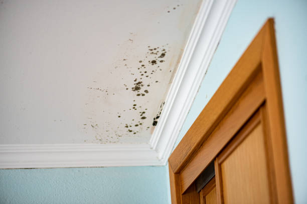 Best Black Mold Remediation in Franklin, TX