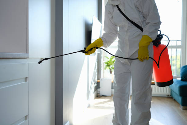 Best DIY Mold Remediation Support Services in Franklin, TX