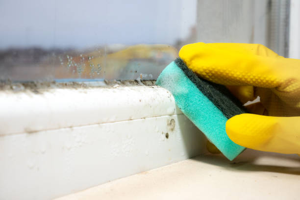 Best Basement Mold Remediation in Franklin, TX