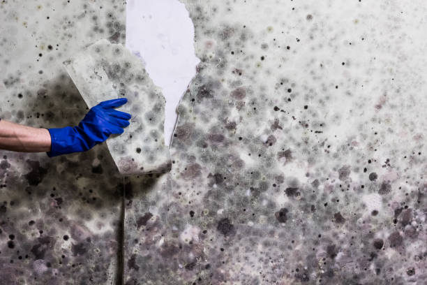 Trusted Franklin, TX Mold Remediation Experts