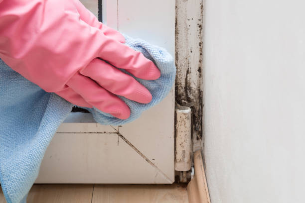 Best Preventive Mold Services in Franklin, TX
