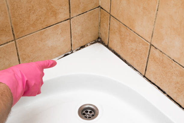 Best Attic Mold Remediation in Franklin, TX