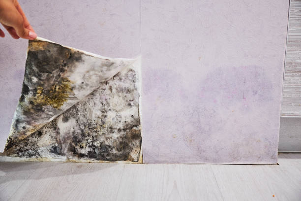 Best Health and Safety Mold Remediation in Franklin, TX